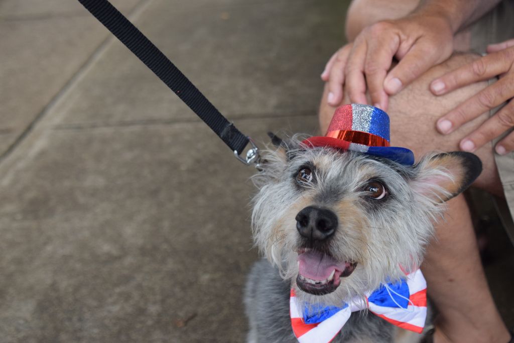 dog show 6-2019 014 (1024x683).jpg